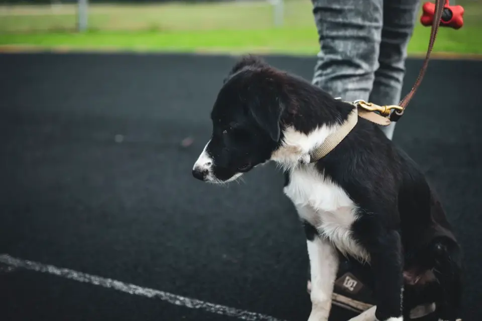 A young puppy on a leash meeting another dog during a training class
