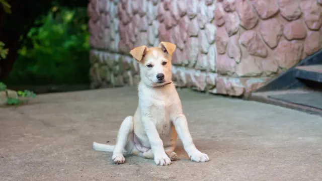 A young puppy sitting attentively near an open door leading outside