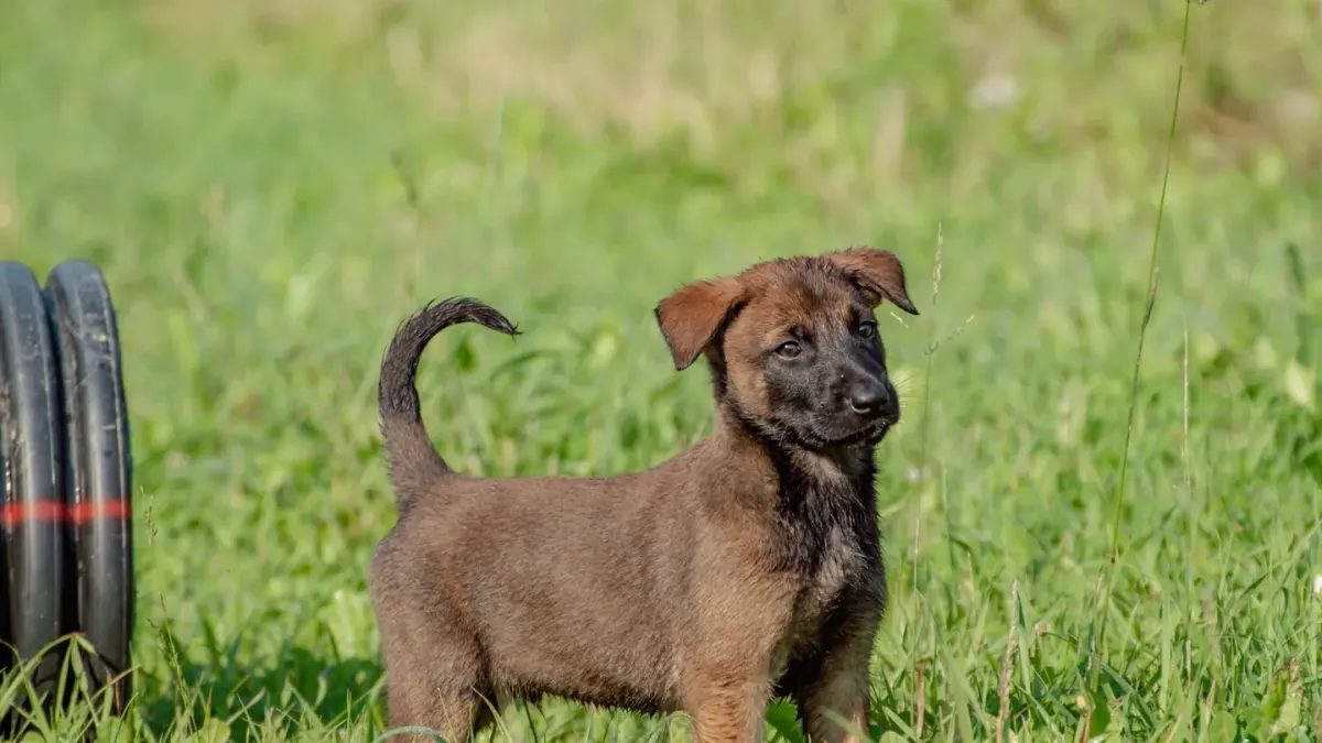 A young puppy squatting in grass during outdoor bathroom break