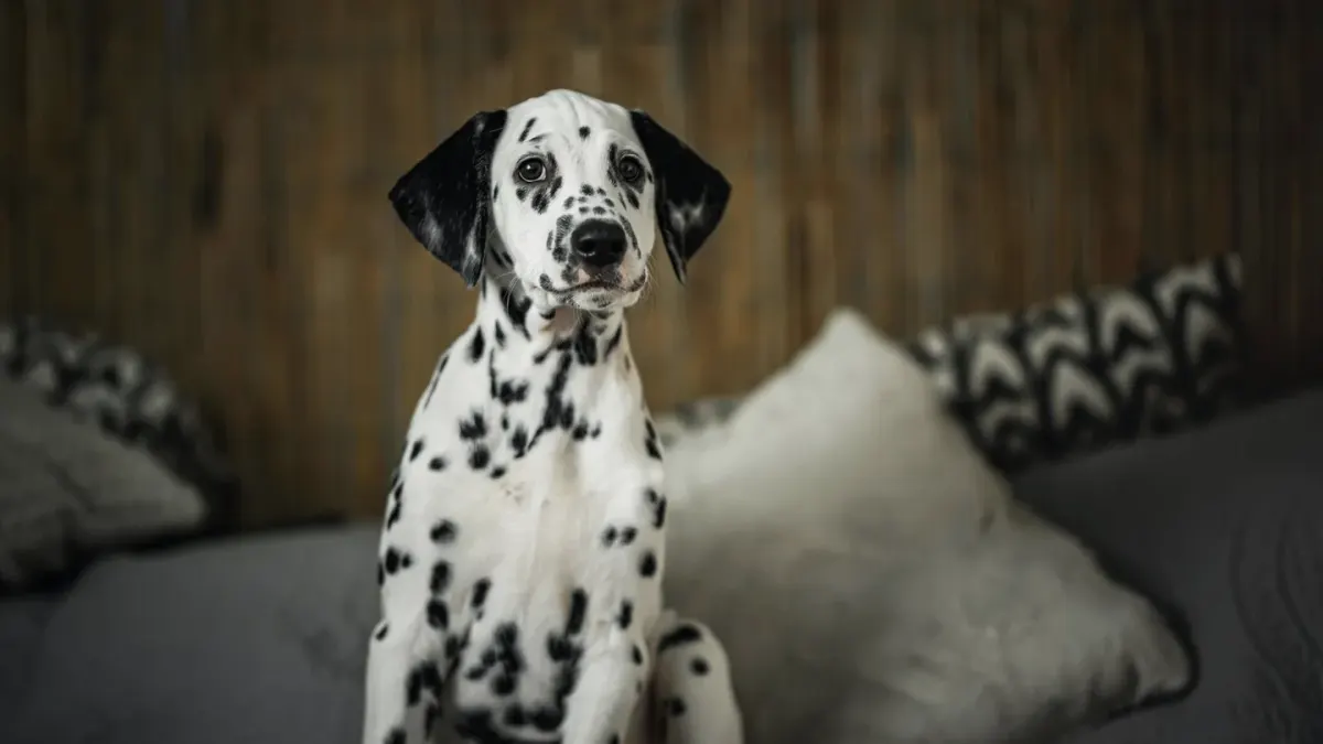A young puppy standing inside a mesh exercise pen in a home living room