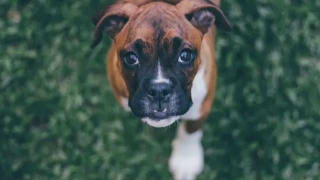 A young puppy standing near an open door leading to a grassy yard