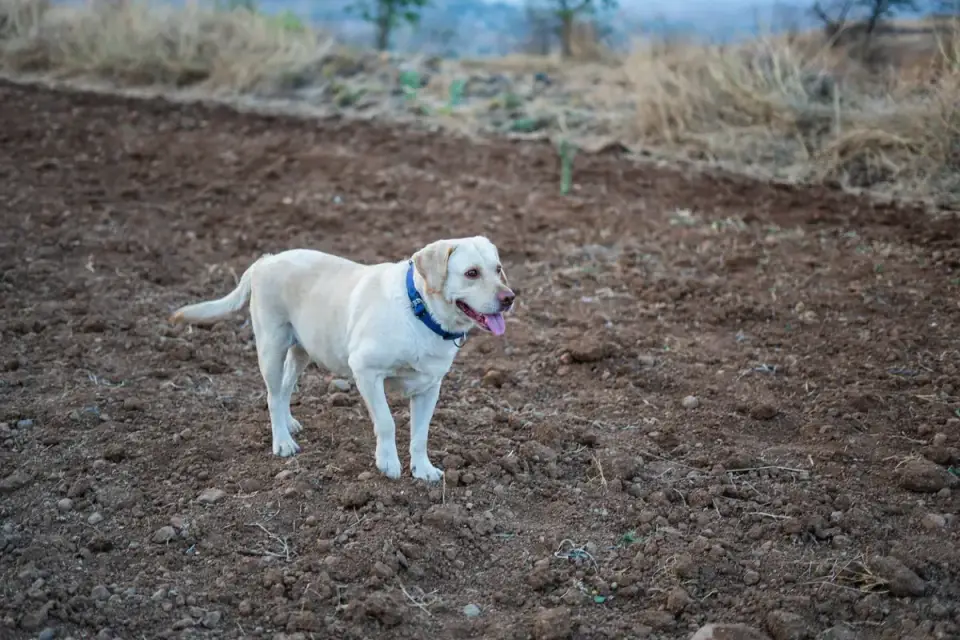 An adult Labrador retriever standing at the open doorway of a crate
