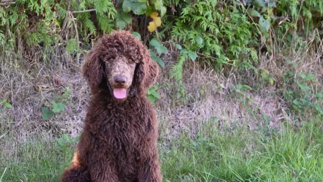 An apricot Goldendoodle and a black Standard Poodle sitting together on grass