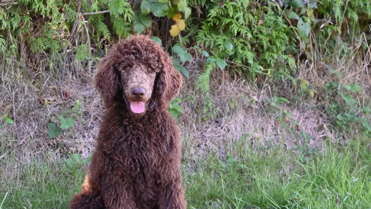 An apricot Goldendoodle and a black Standard Poodle sitting together on grass