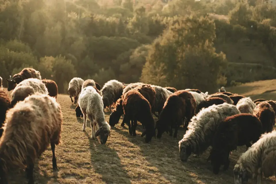 An Australian Shepherd working sheep in an open pasture