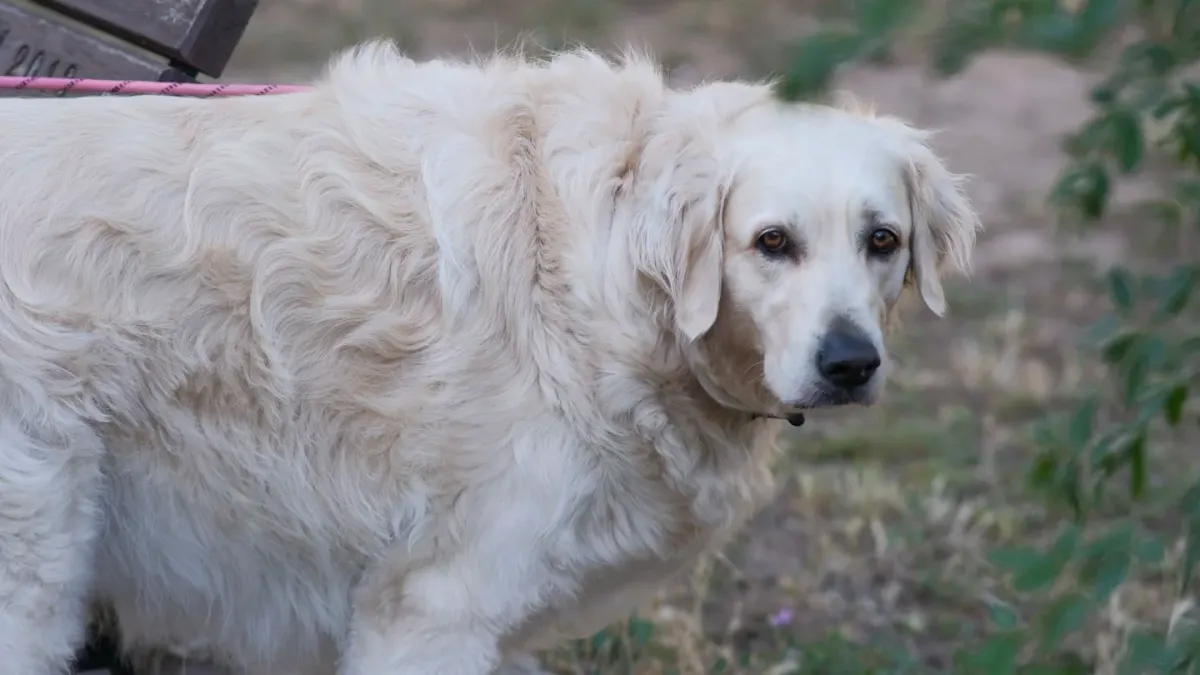 An older golden retriever taking a soft chew treat from its owner's hand