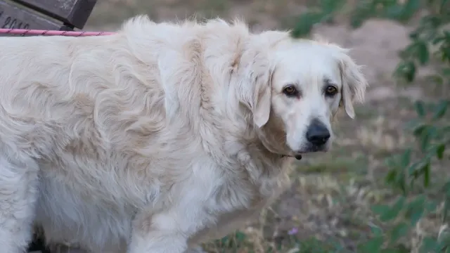 An older golden retriever taking a soft chew treat from its owner's hand