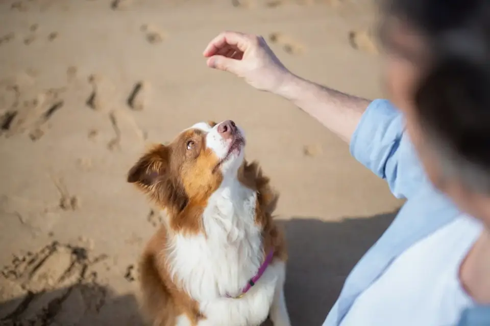 An owner and young puppy together outdoors during a morning potty training session