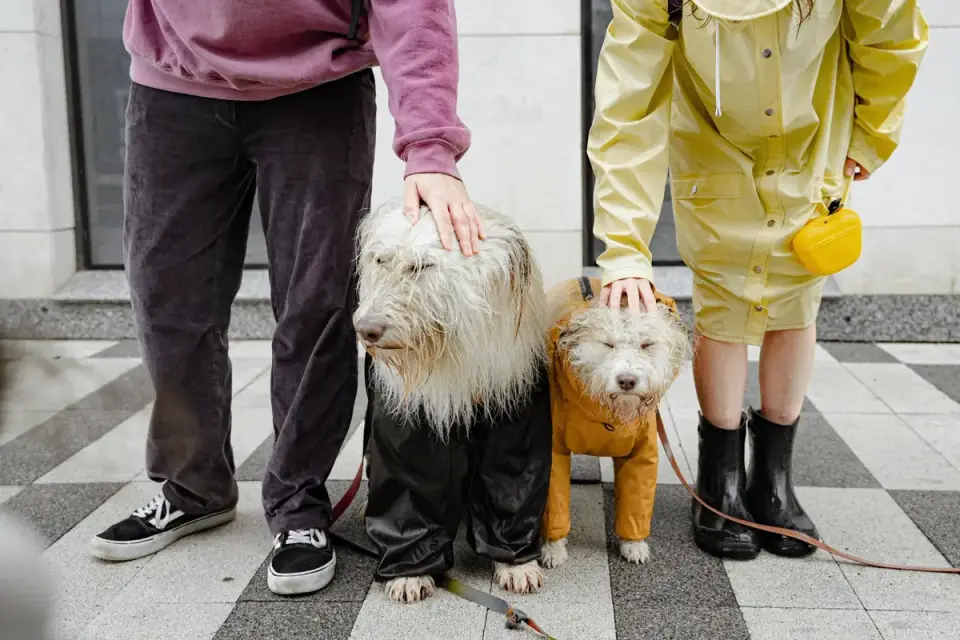 An owner fitting winter boots onto a dog's front paws before a walk