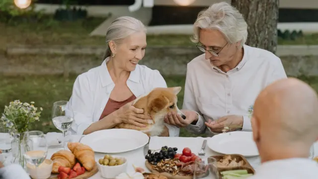 An owner offering a soft chew treat to a graying senior dog at home