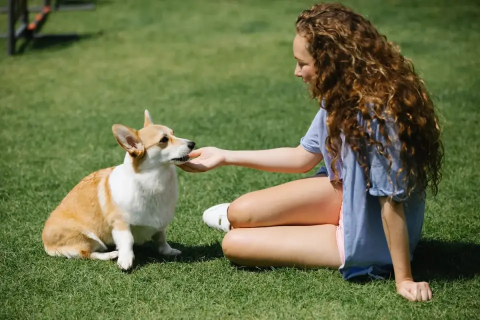 An owner practicing a sit cue with a senior dog on a short leash outdoors