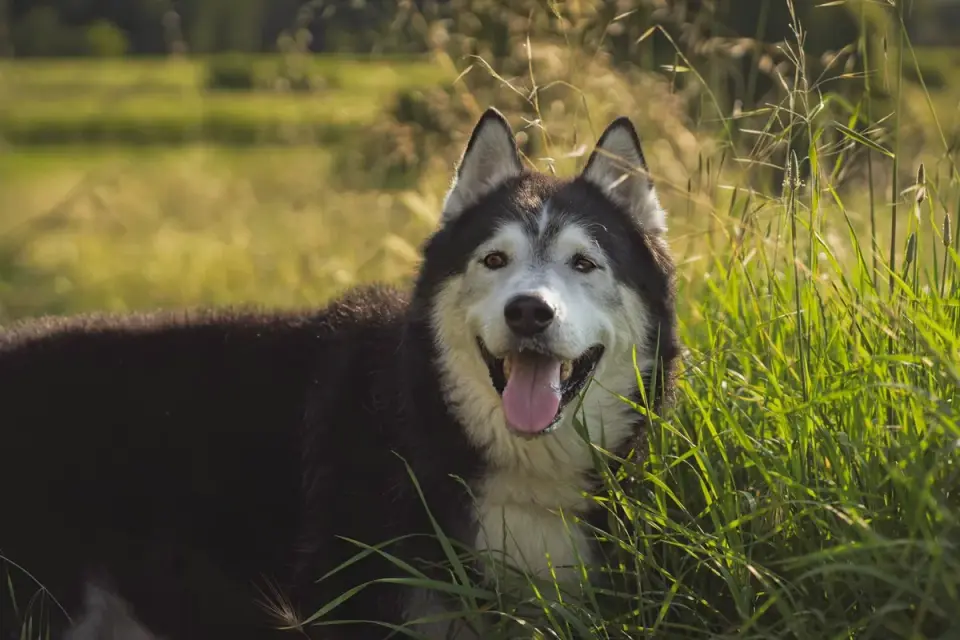 An undercoat rake being drawn through a Husky&#x27;s thick double coat