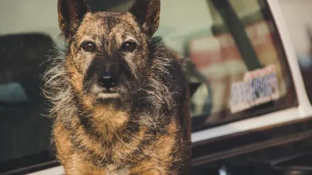 Attentive dog with an owner