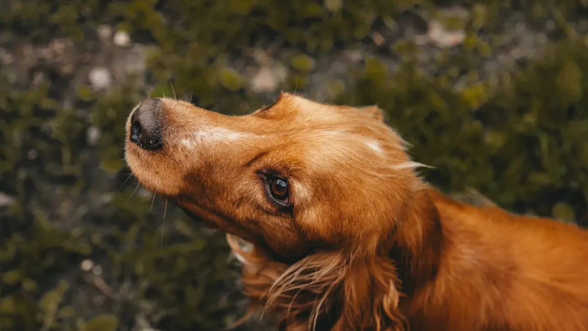 Attentive dog with an owner