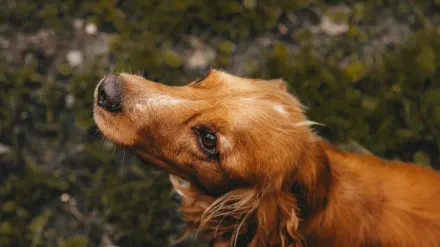 Attentive dog with an owner
