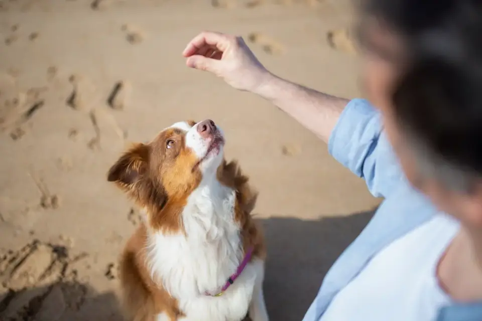 Attentive dog with an owner