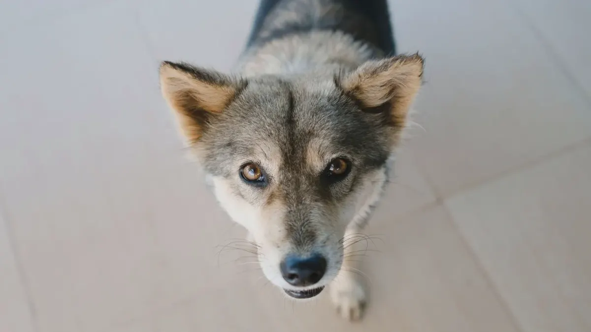 Attentive dog with an owner