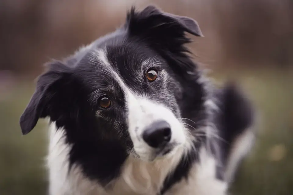 Attentive dog with an owner