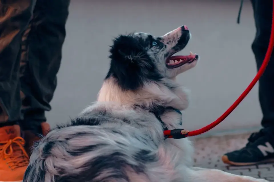 Attentive dog with an owner