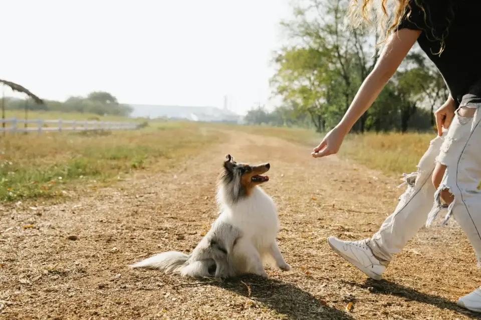 Attentive dog with an owner