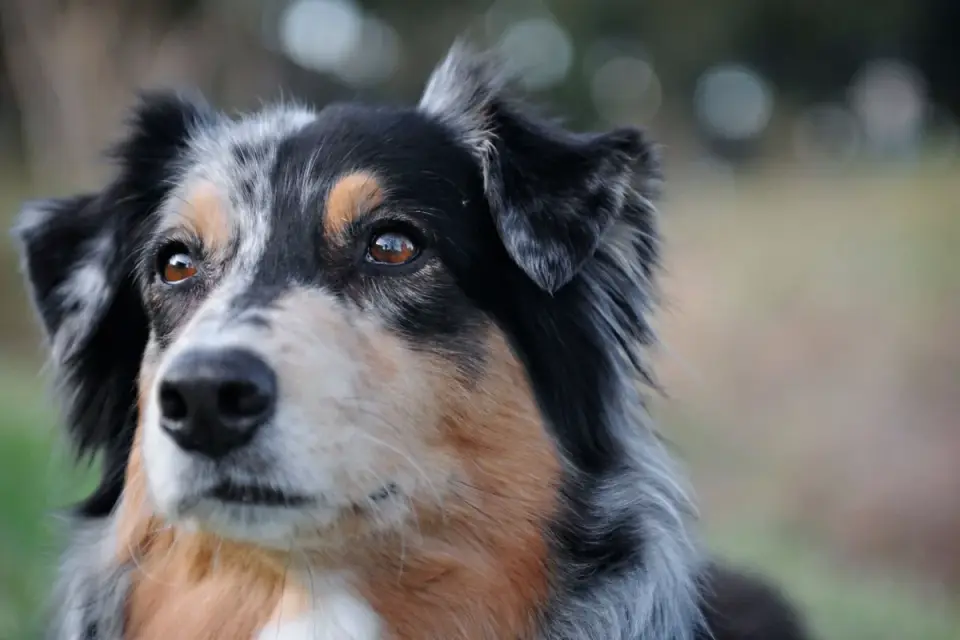 Attentive dog with an owner