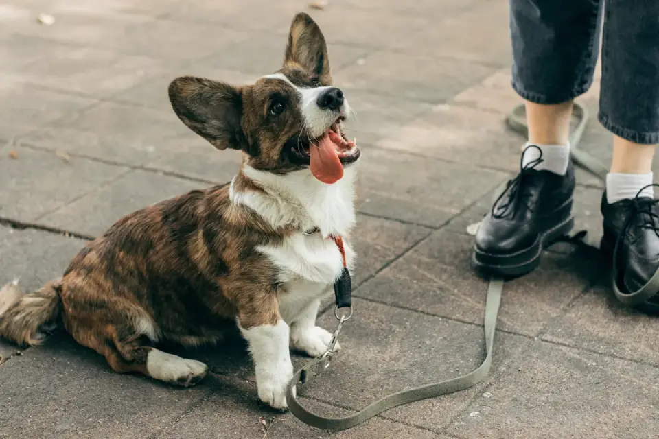 Attentive dog with an owner