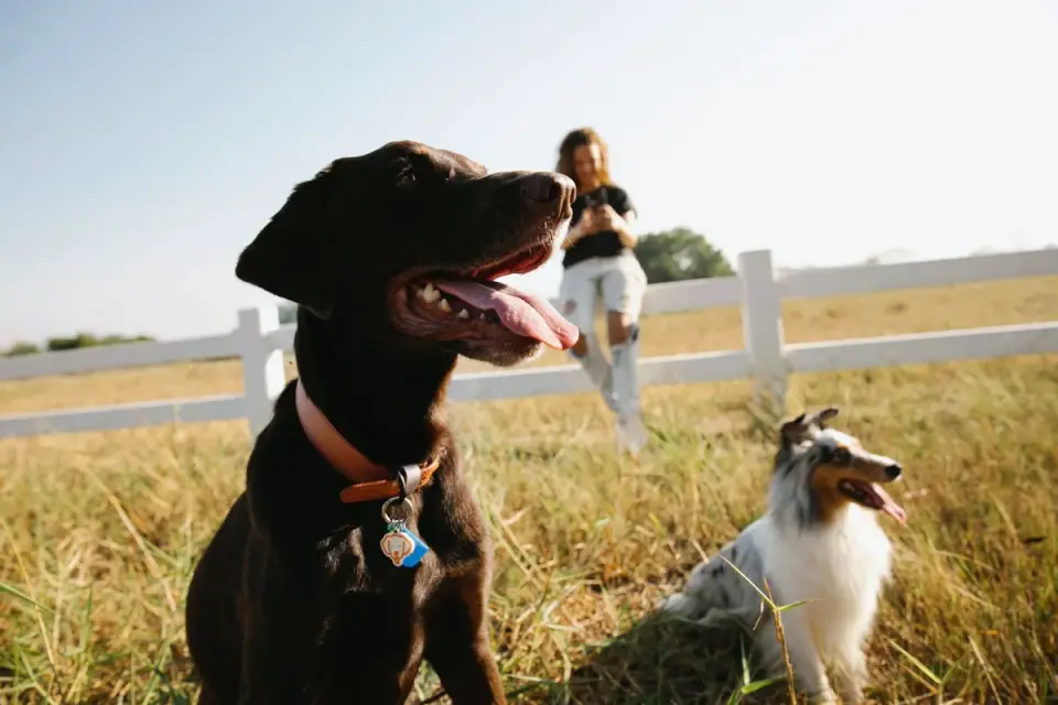 Attentive dog with an owner