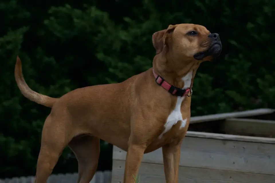 Attentive dog with an owner