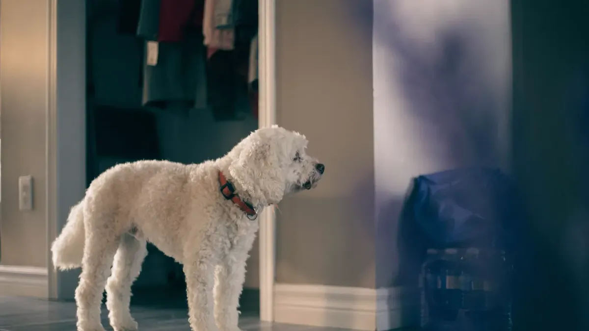Attentive dog with an owner