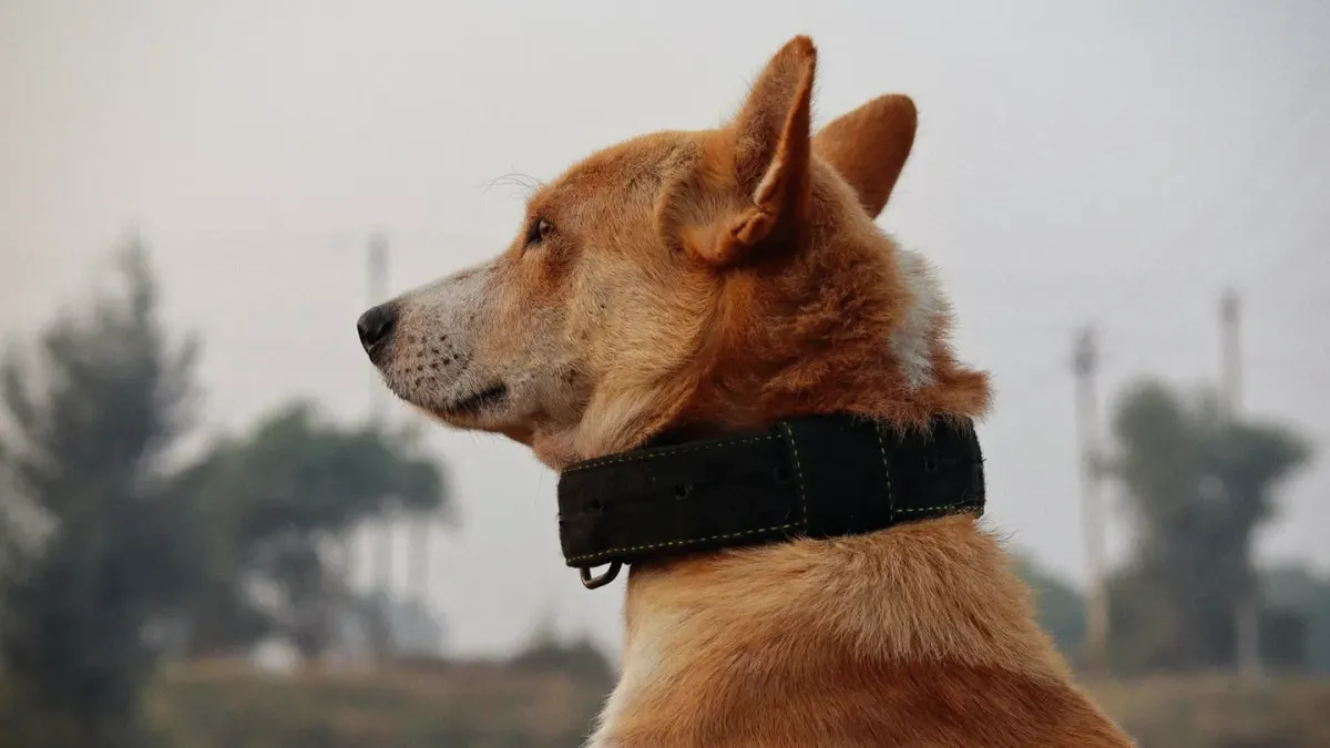 Attentive dog with an owner