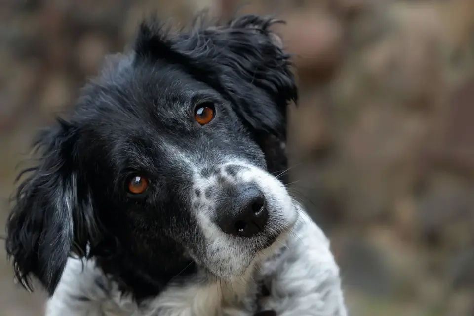 Attentive dog with an owner
