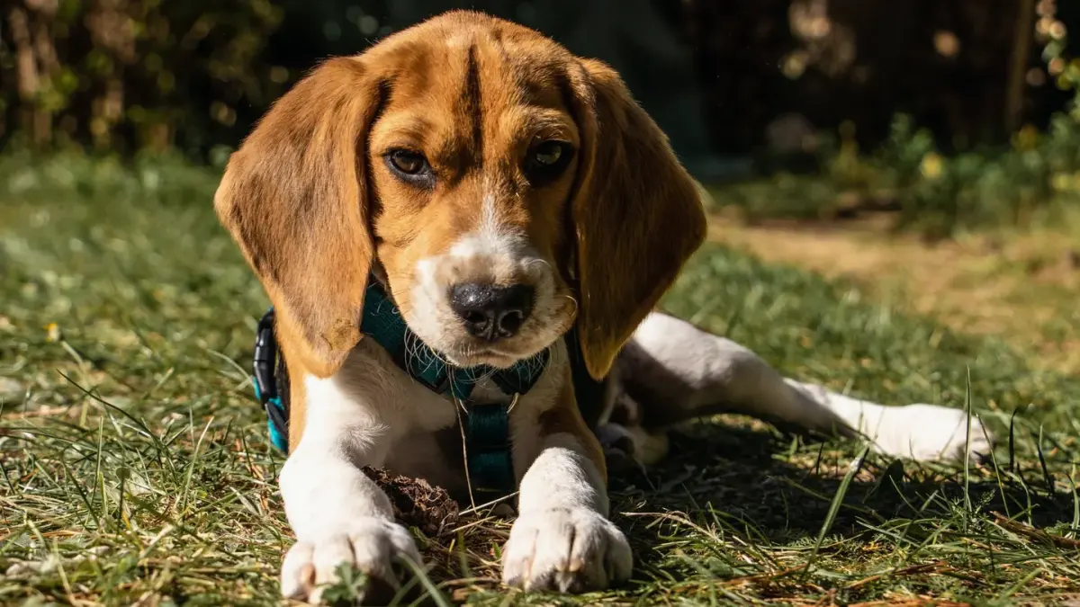 Beagle outdoors