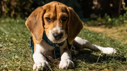 Beagle outdoors
