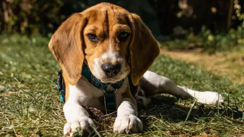 Beagle outdoors
