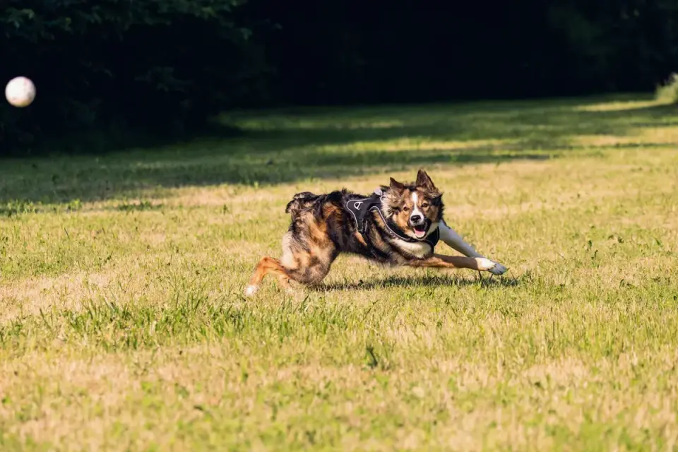 Border collie running