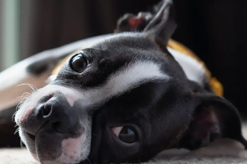 Boston Terrier puppy standing on a hardwood floor