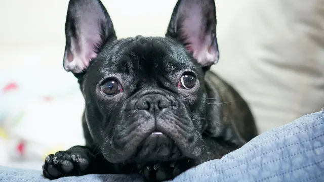 Calm French Bulldog sitting on an apartment couch near a window