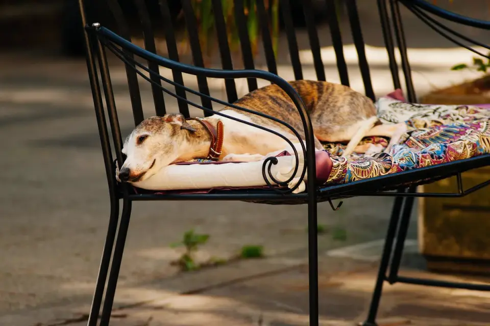 Calm Greyhound resting on a dog bed inside an apartment