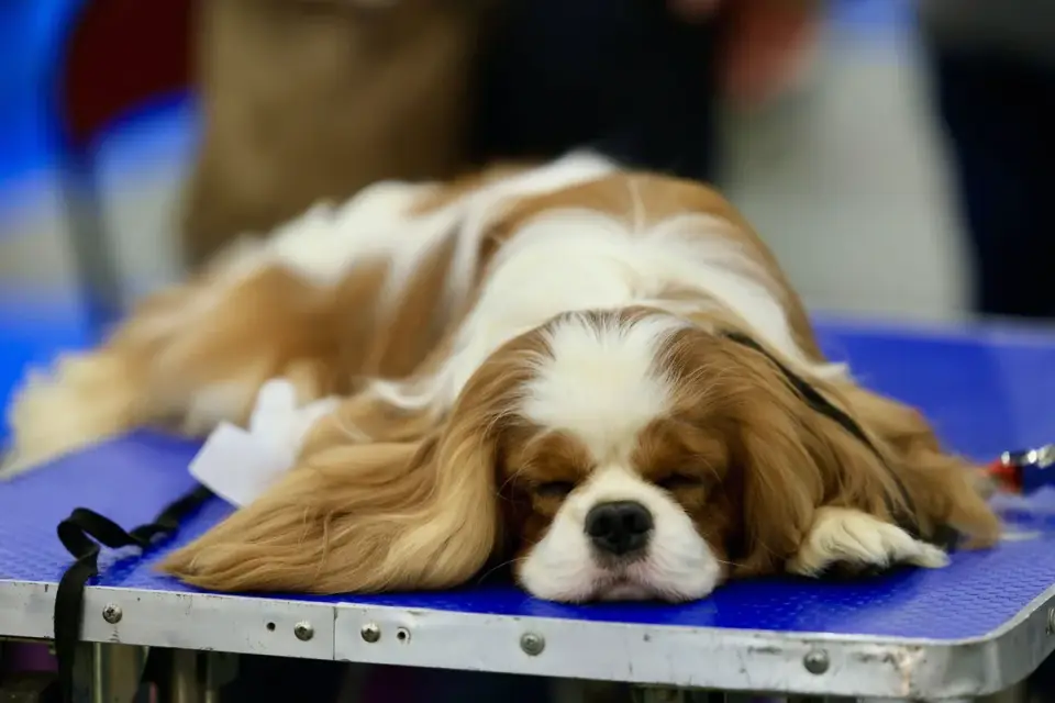 Cavalier King Charles Spaniel showing calm, gentle demeanor indoors