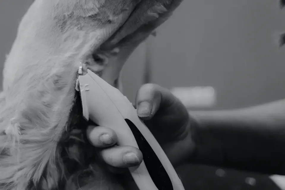 Close-up of a black dog nail being trimmed in bright light
