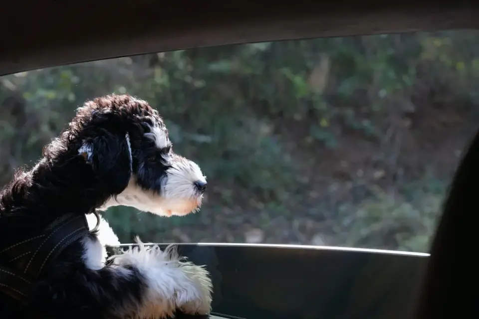 Close-up of a dog harness buckle clipped into a car seatbelt anchor
