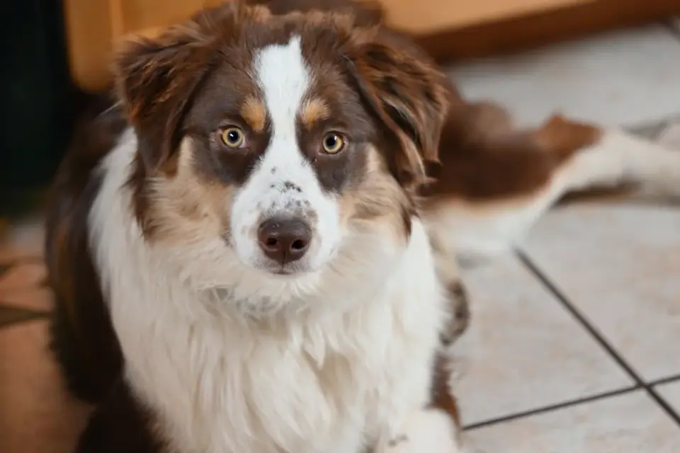 Close-up of a dog&#x27;s nails resting on a light tile floor