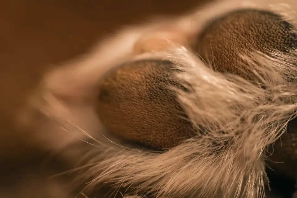 Close-up of a dog&#x27;s paw showing nail length against the pad