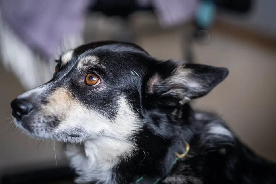 Close-up of a dog&#x27;s tense face with ears pinned back and a hard stare