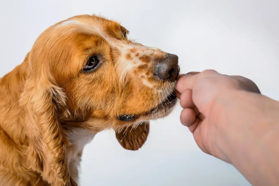 Close-up of a hand holding a clicker and treats during a dog training session