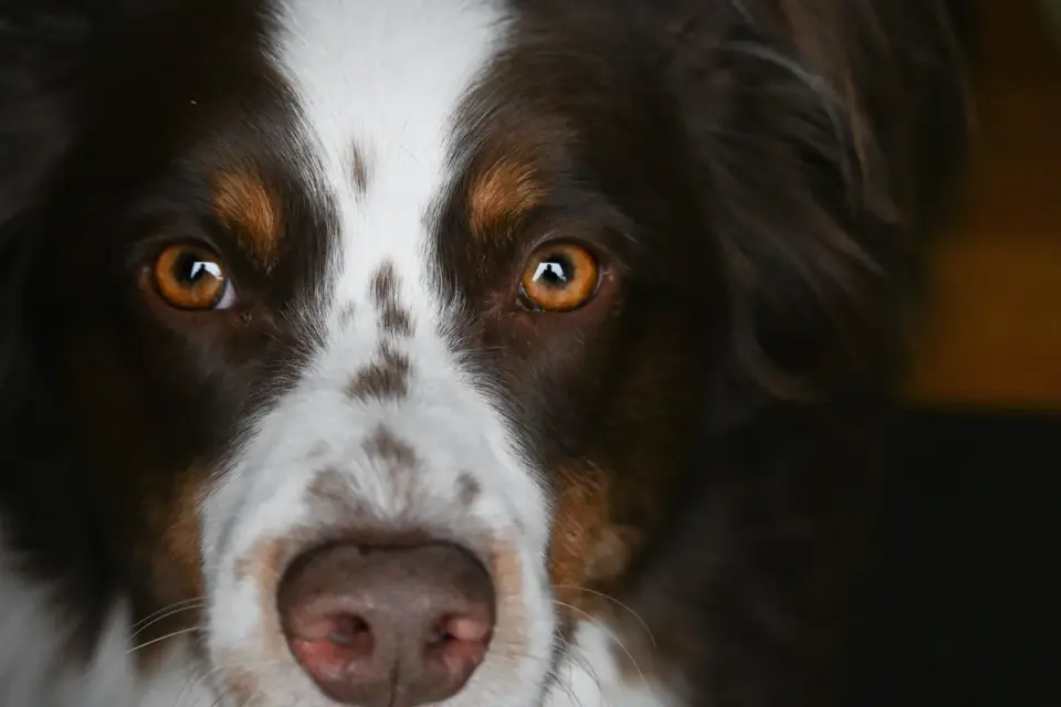 Close-up of a hard-sided basket muzzle fitted correctly on a dog&#x27;s snout