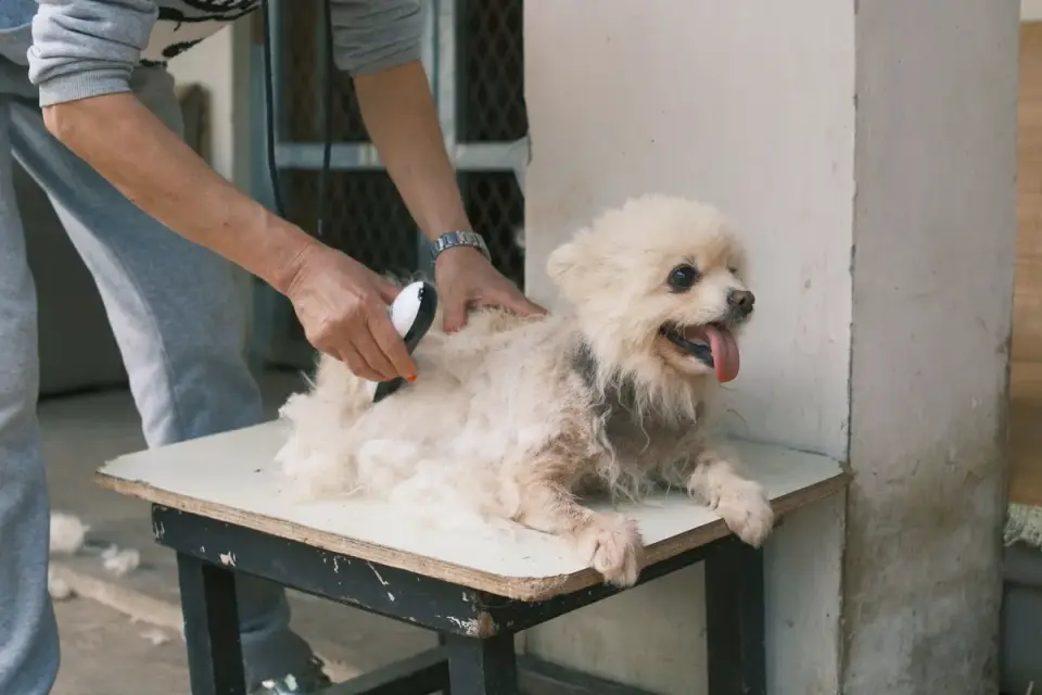 Close-up of a light-colored dog nail being trimmed with clippers