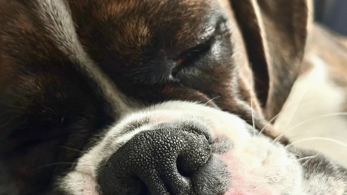 Close-up of a senior dog's graying muzzle, owner's hand resting on its head