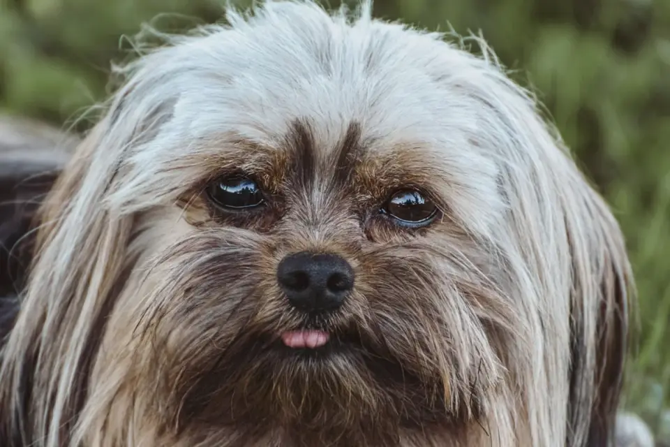 Close-up of a Shih Tzu&#x27;s flattened face and short nose