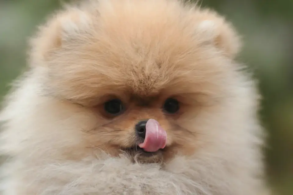 Close-up of a small breed puppy eating kibble from a bowl